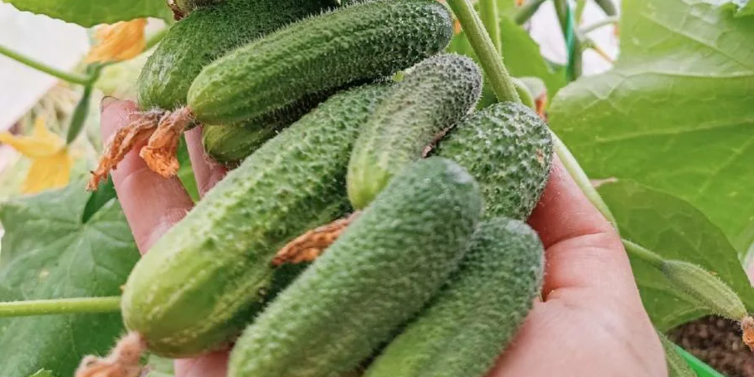 Проверил 15 ранних сортов огурцов. Только 7 дали первый урожай уже 15 мая