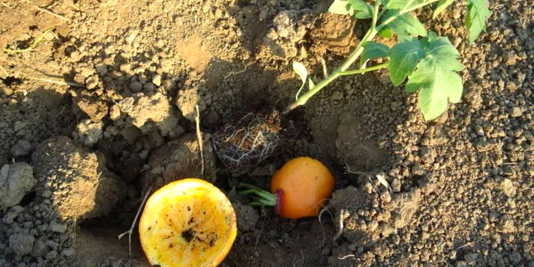 «Зачем платить за химию?»: собираю всю зиму мандариновые корки. Экономлю до 15 тысяч рублей в год