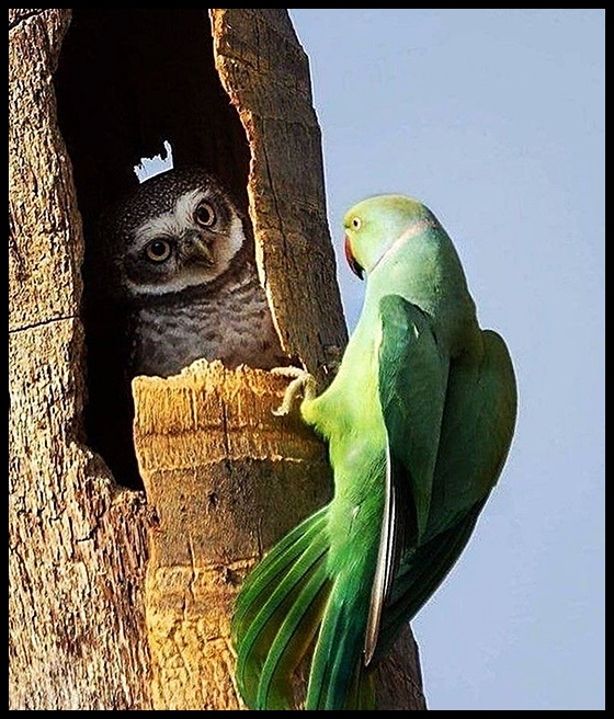 Фото взято из открытого источника