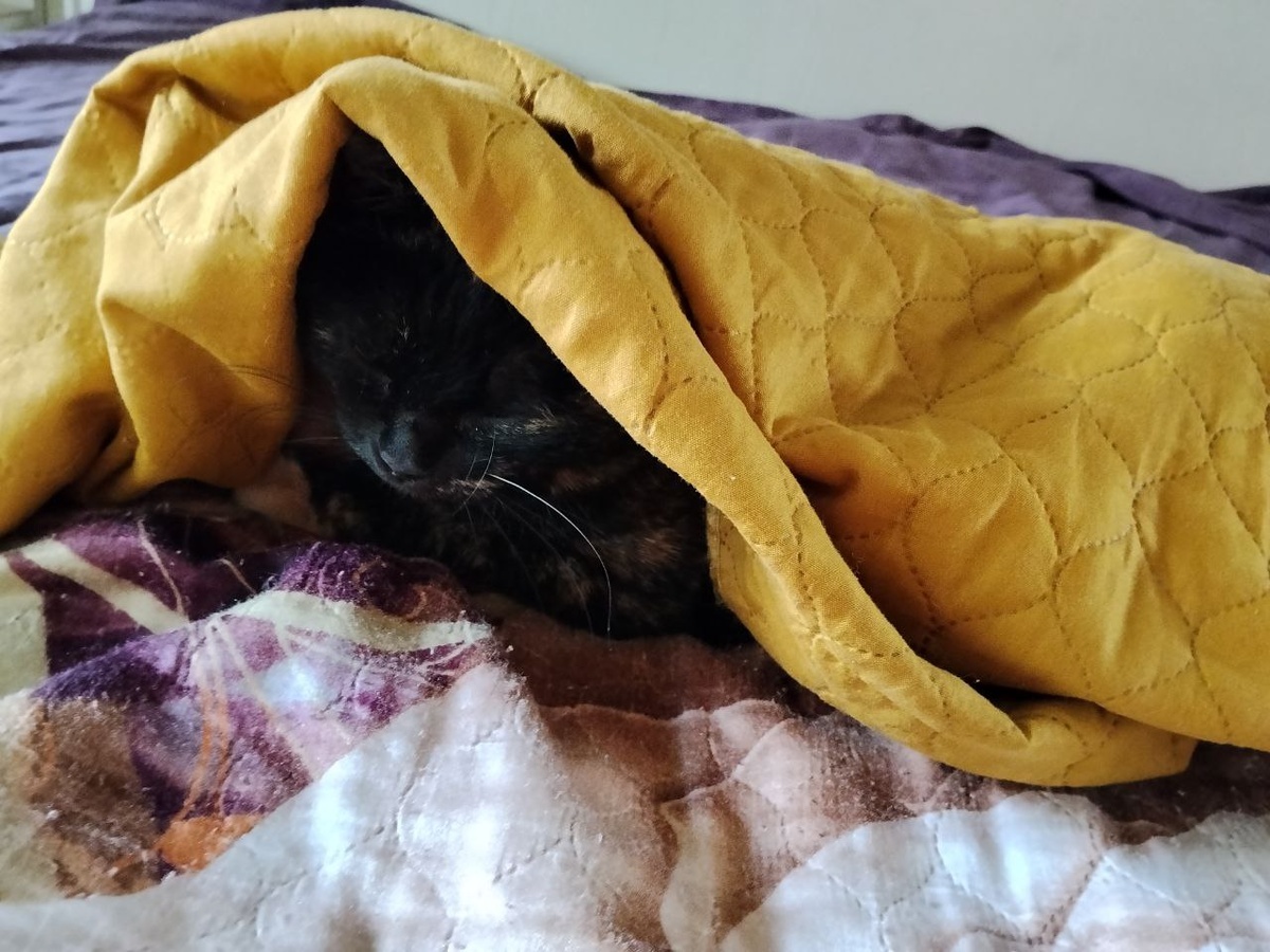    Вот она, пакость, прячется, с покрывалом слиться пытается...