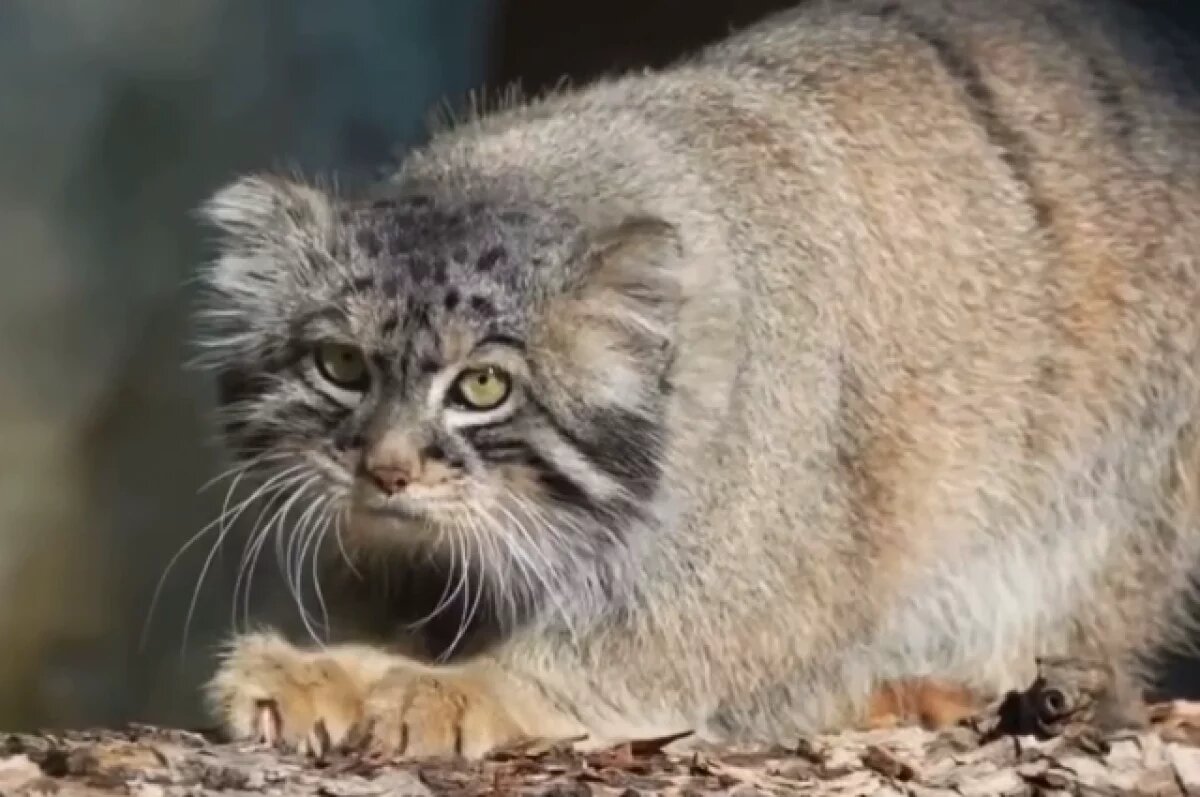    В Бурятии займутся спасением и сохранением краснокнижного кота манула