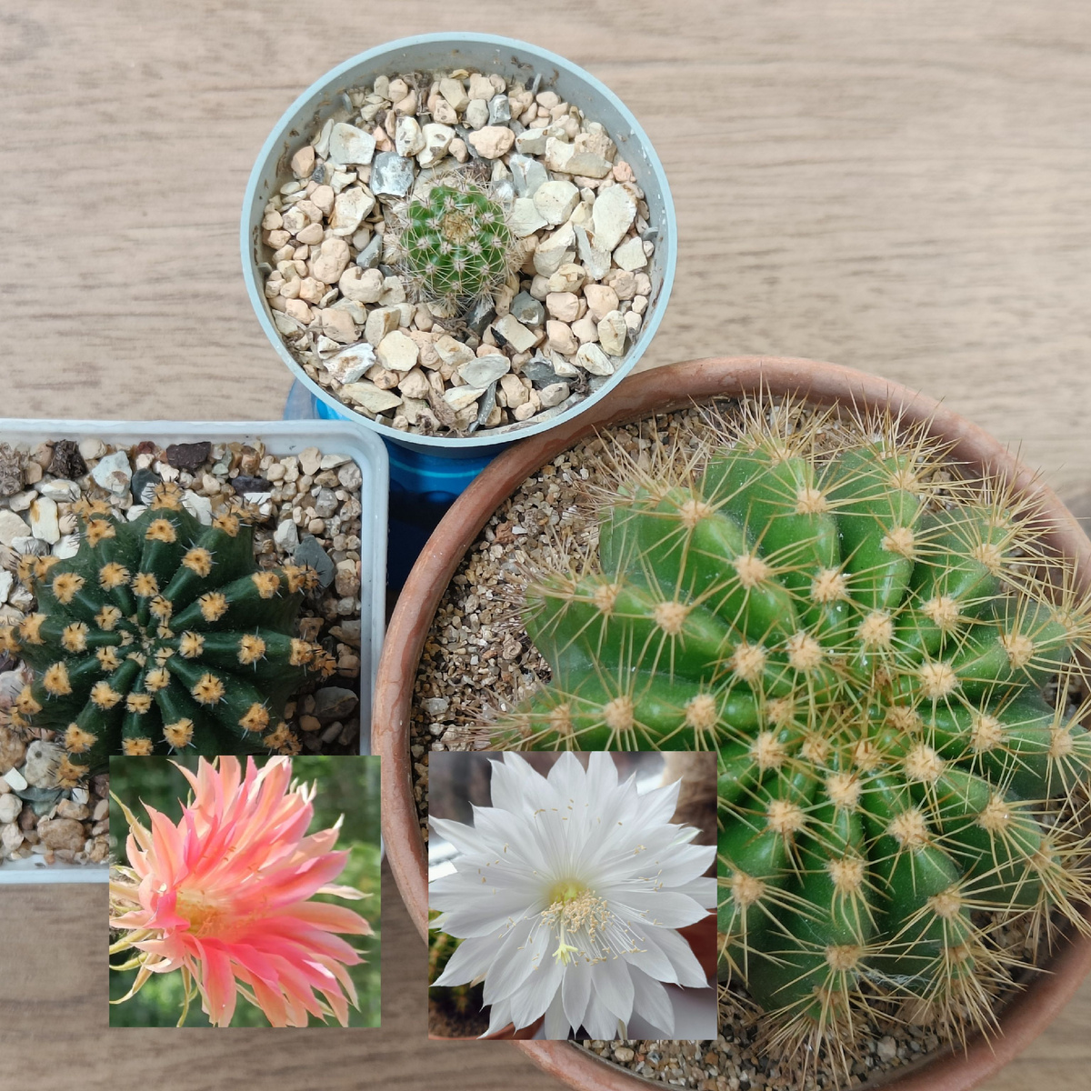 Мама слева, папа справа, ребенок сверху. 