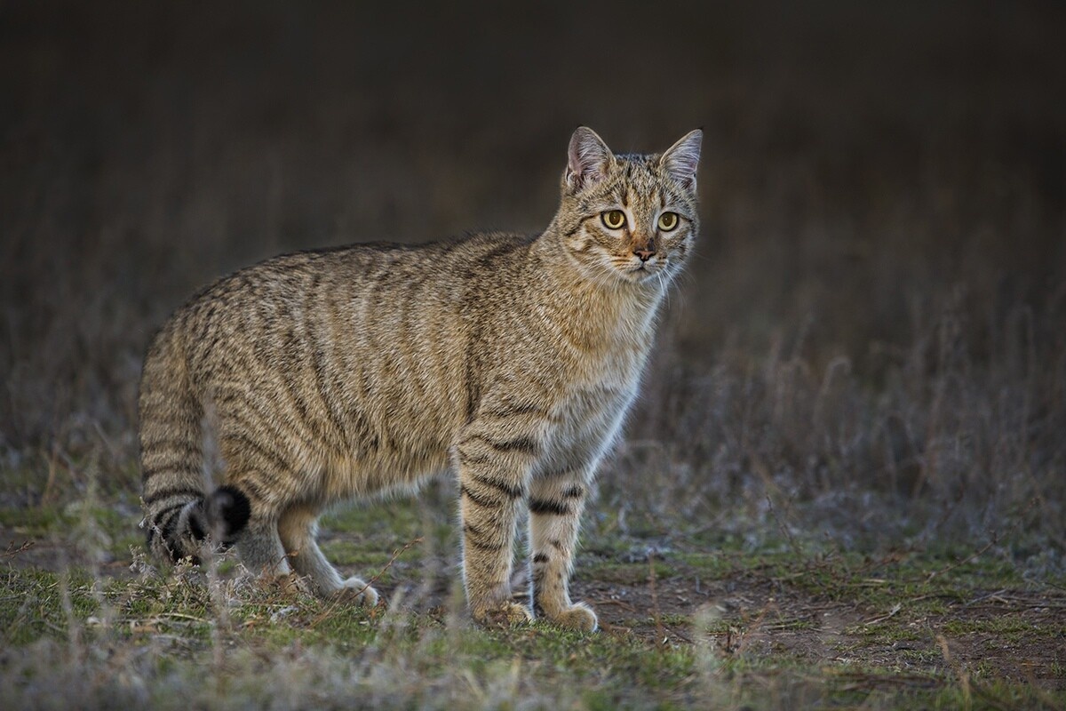 Кавказский лесной кот