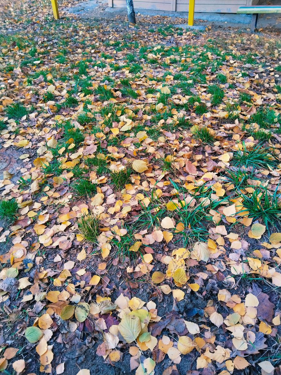 Фото  со вчерашней прогулки. 