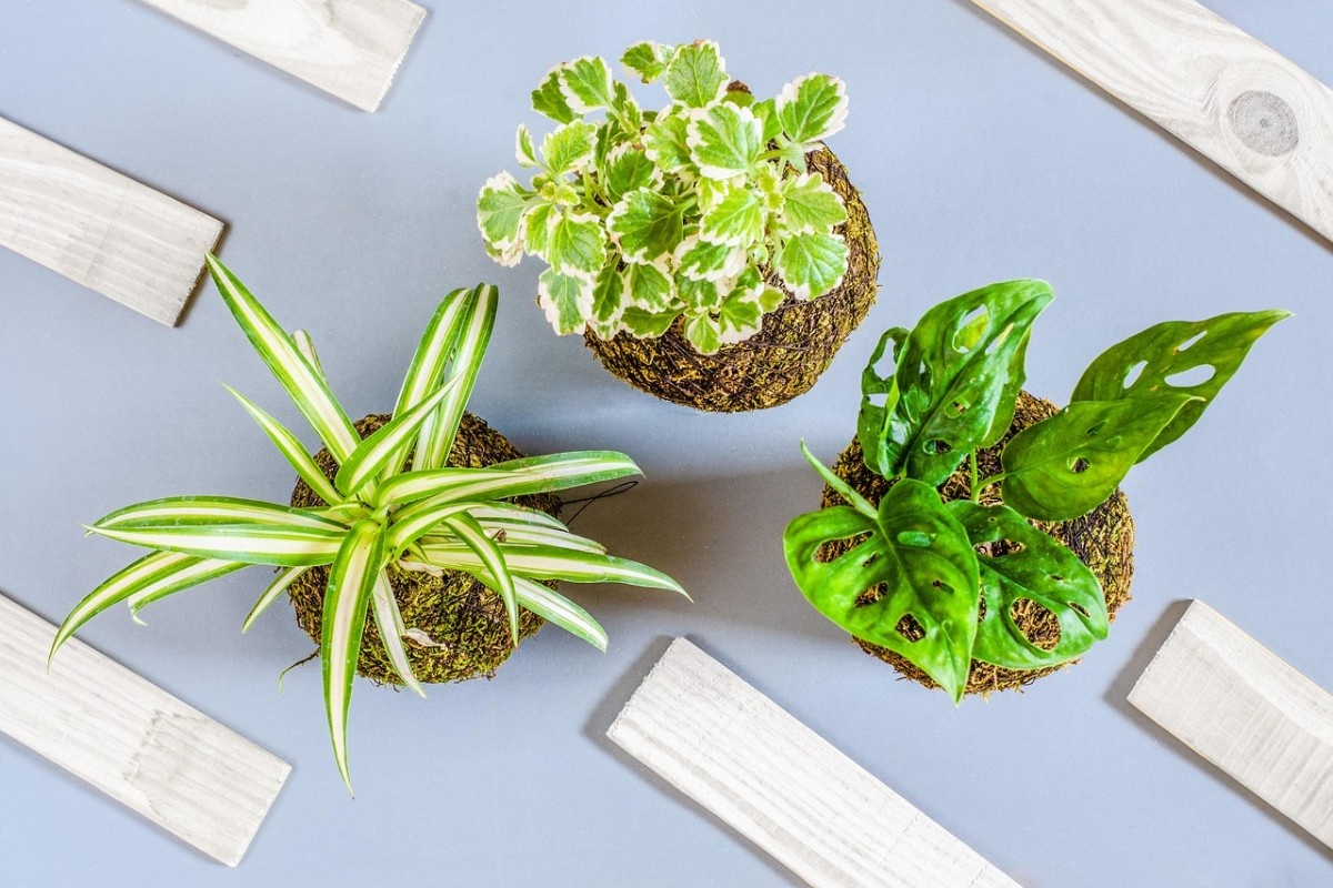    Фото: parblusa / Pixabay.com