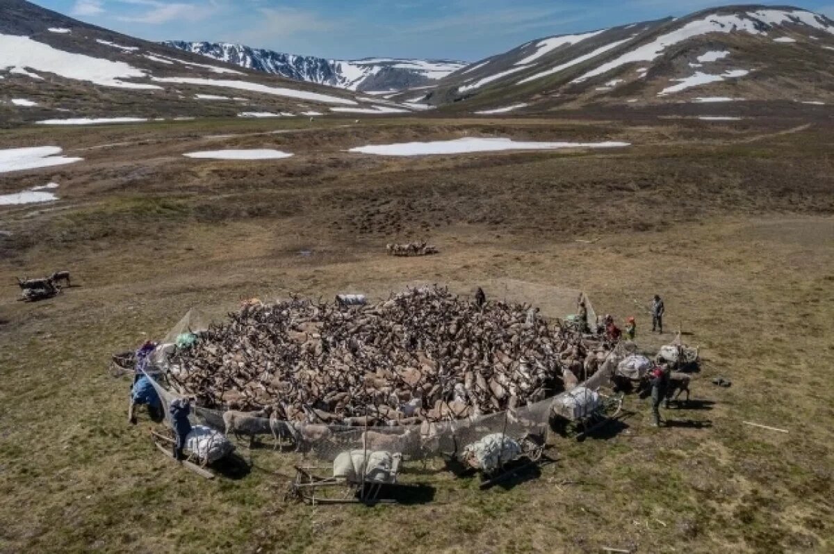    В Приуральском районе началась миграция оленеводов со стадами