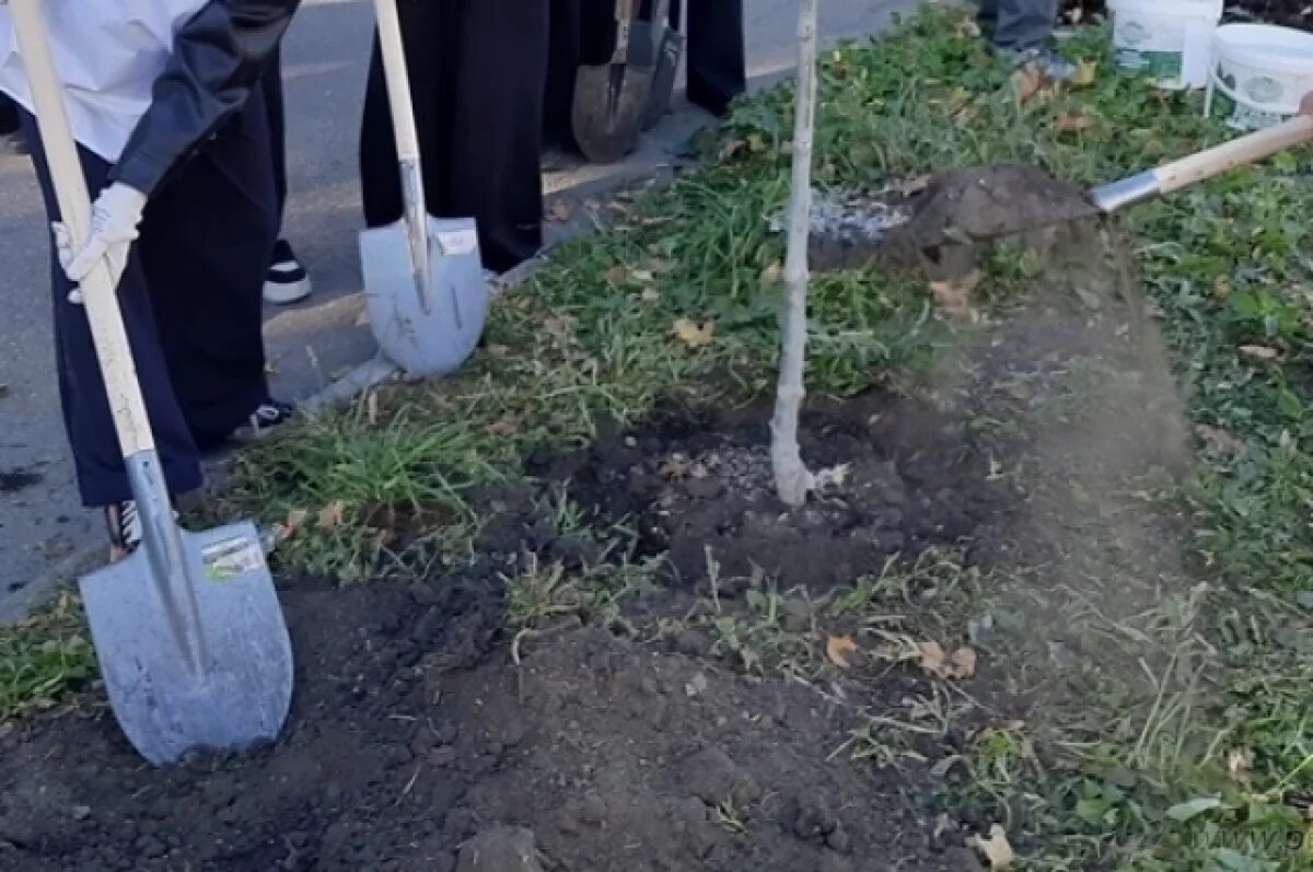    В Пензе на ул. Захарова загубили деревья при ремонте сетей