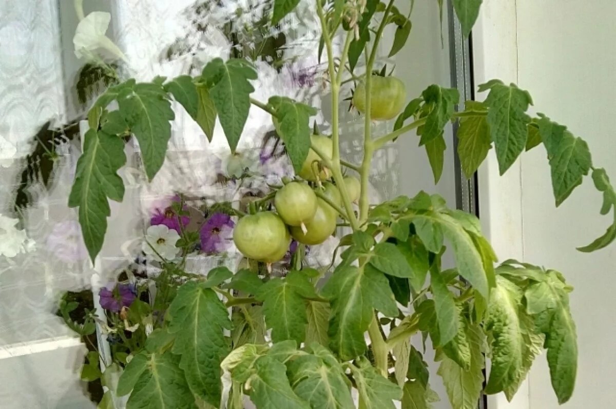    Огород на подоконнике.