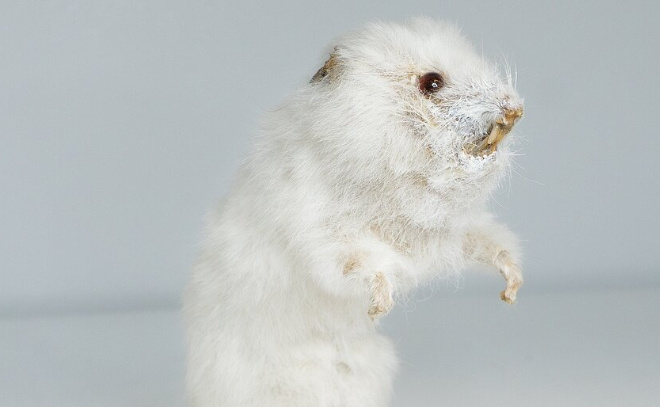    © Международный центр реставрации