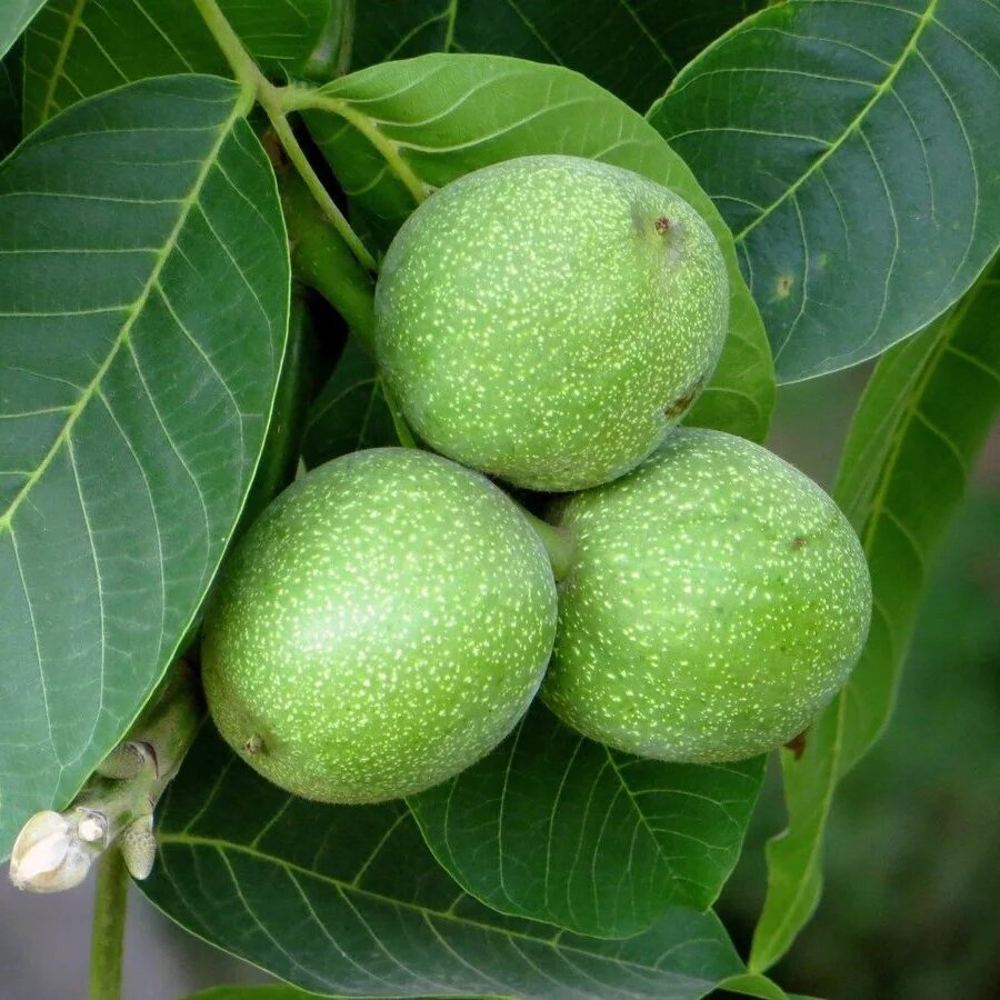 Фото с Интернета.