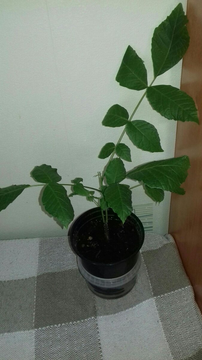 Саженец грецкого ореха. фото с Интернета.