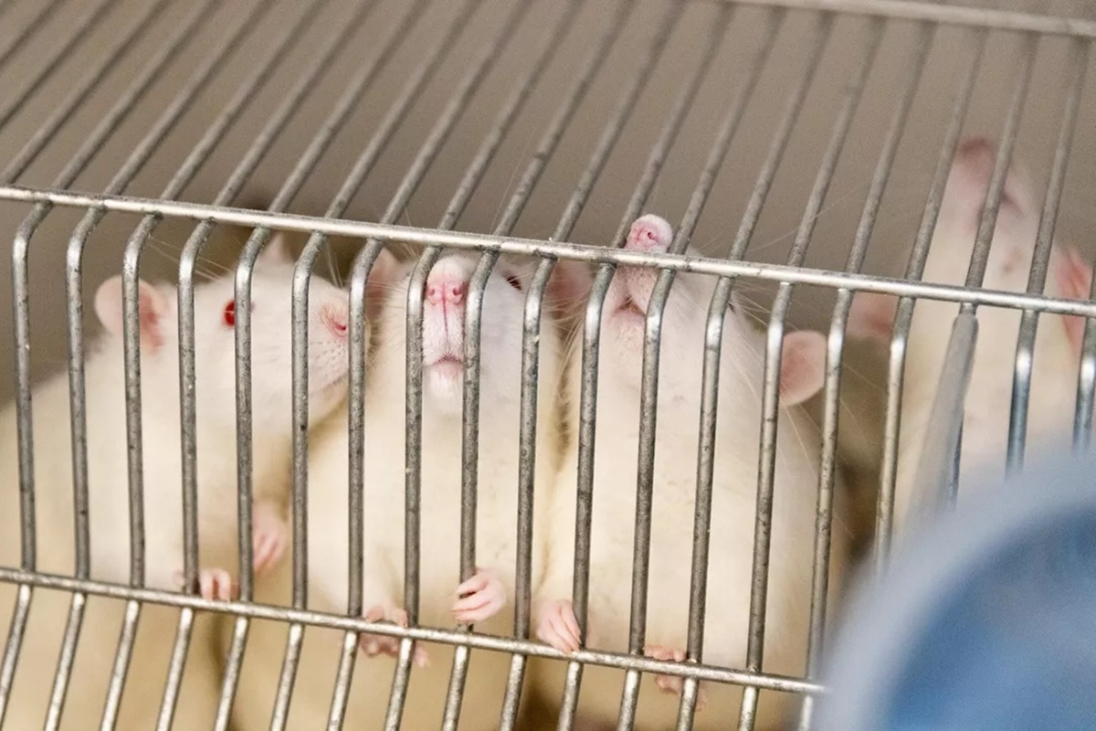    Фото: УрФУ, источник: urfu.ru