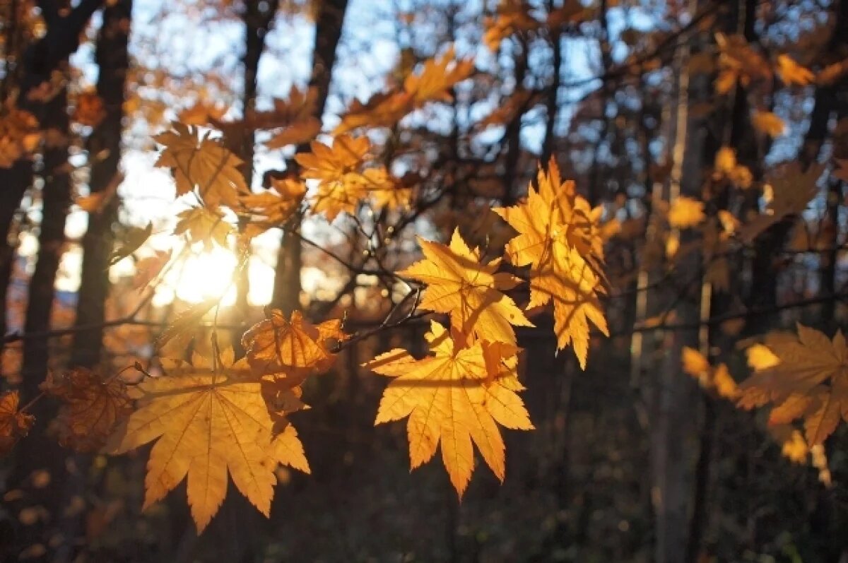    В Новосибирске ожидается теплый ноябрь