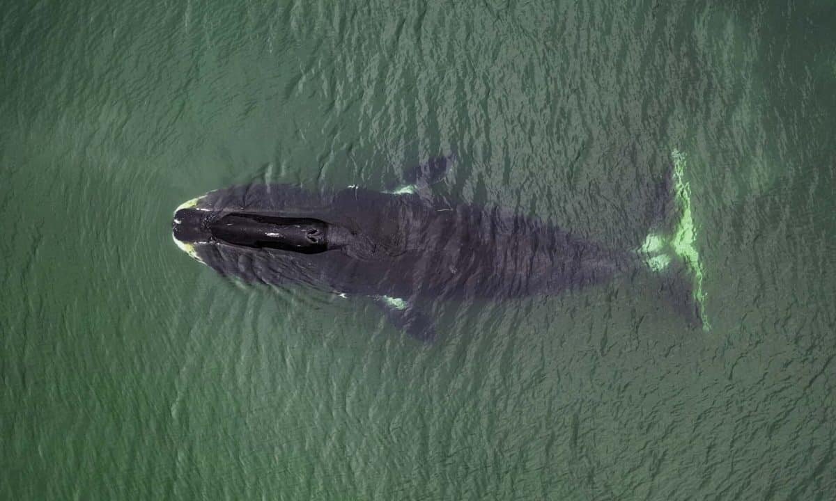 На изображении гренландский кит (Balaena mysticetus). Продолжительность жизни некоторых особей превышает 200 лет. / © rochester.edu / Getty Images photo by wildestanimal📷
