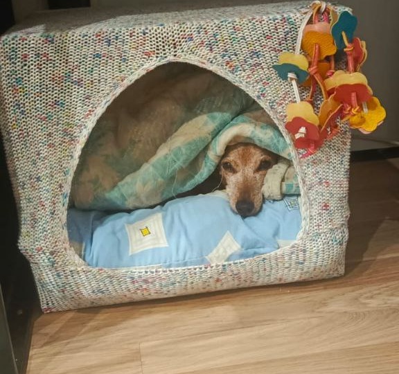 🐾 Привет от Руны — теперь у меня есть свой уголок в мире!