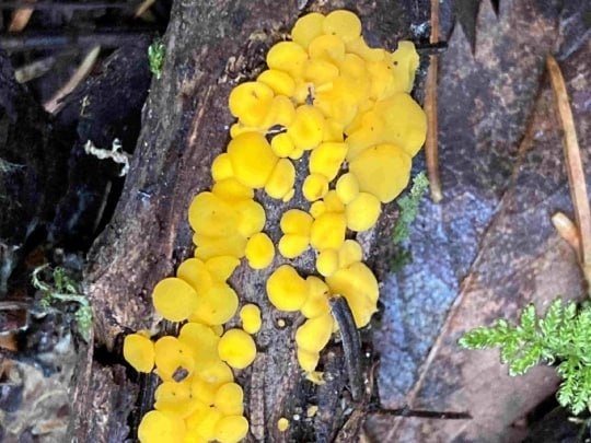     Фото: t.me/np_taganay