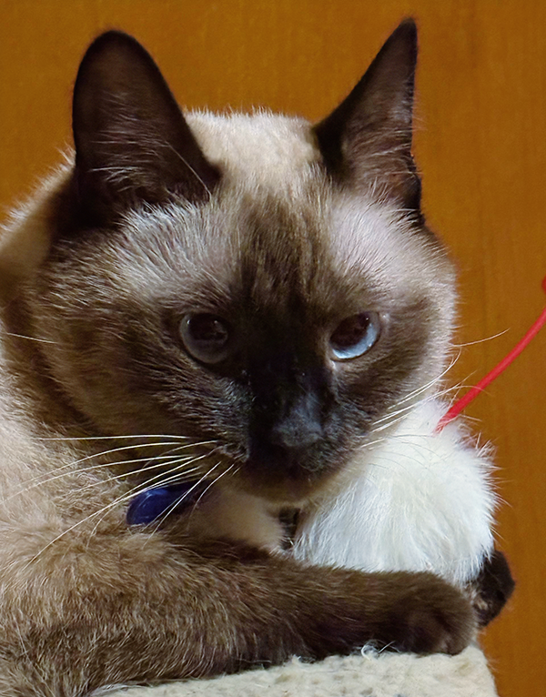 Никуся и проводная мышка