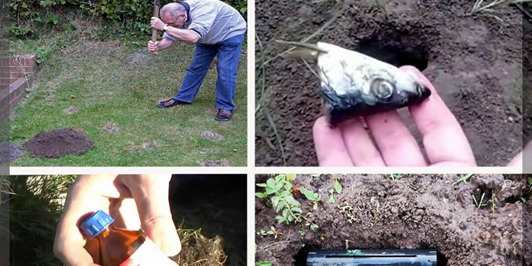 Почему до сих пор не придумано типичного способа борьбы с кротом: эффективные и неэффективные способы борьбы с подземным строителем