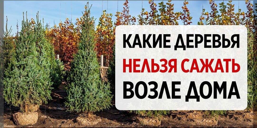 Деревья, которым не место на участке: какие деревья и почему, лучше не сажать в саду или рядом с домом