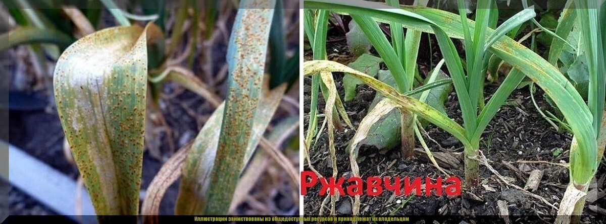 https://vk.com/photo-159774511_457273505. Ржавчина чеснока