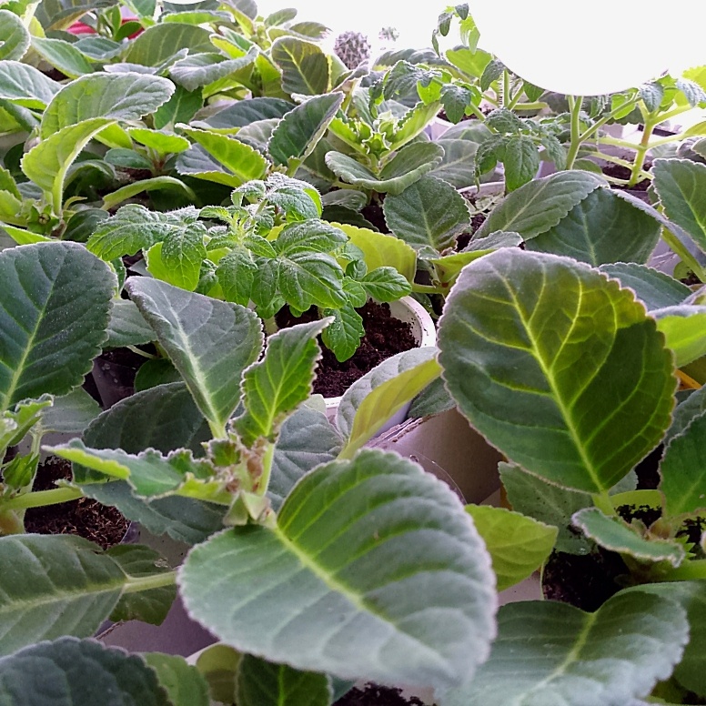 Моя головная боль и желание получить к весне клубеньки, чтоб летом  любоваться не одним колокольчиком, а минимум 5-6 штучками 😁