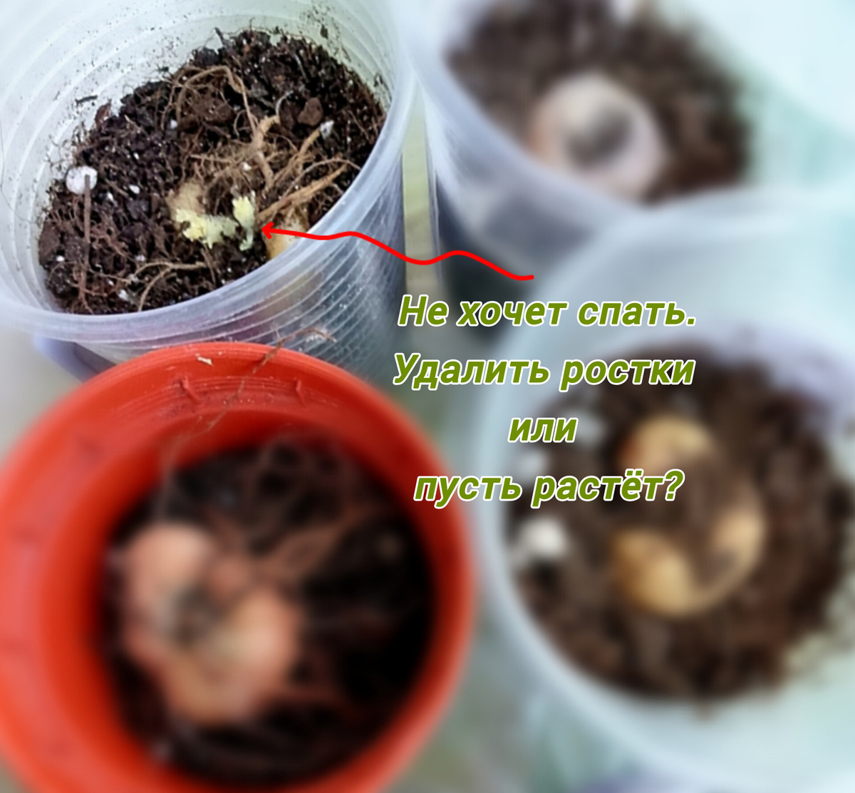 Клубни глоксиний