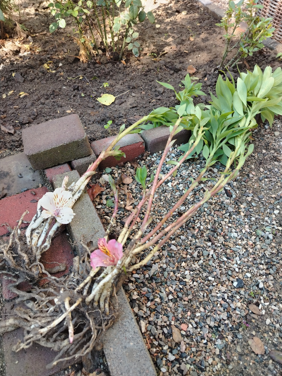 Названия сортов она не знает, понятно. Потому - цветочки.