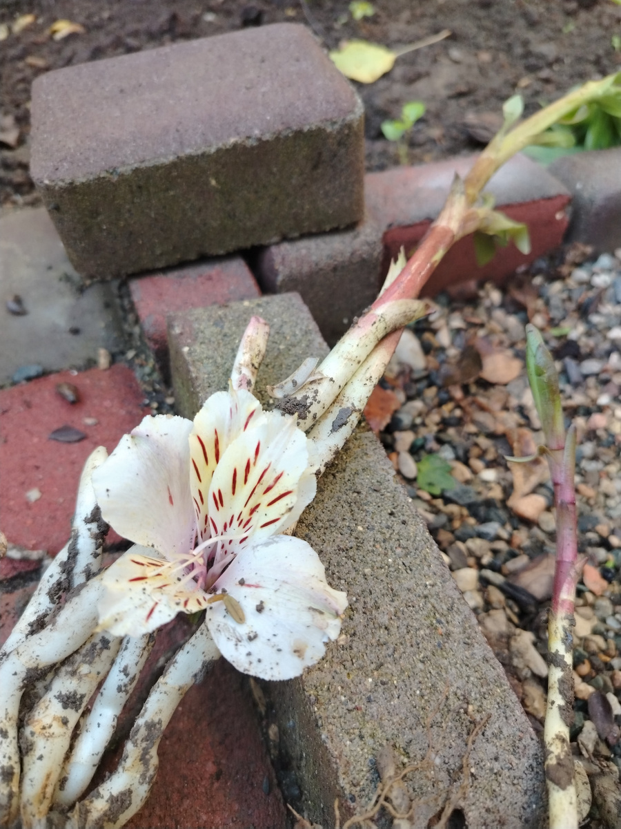 Даже заляпанные грязюкой хороши. 