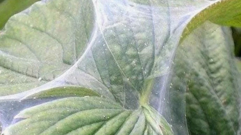 Результат неудачной борьбы с клещом обычными средствами