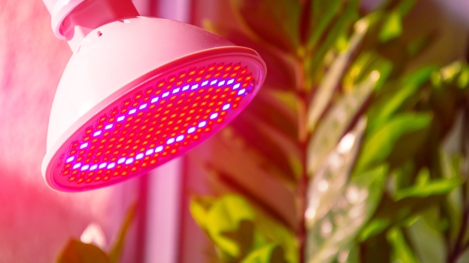 УФ-обработка занимает всего 5-7 минут на одно растение