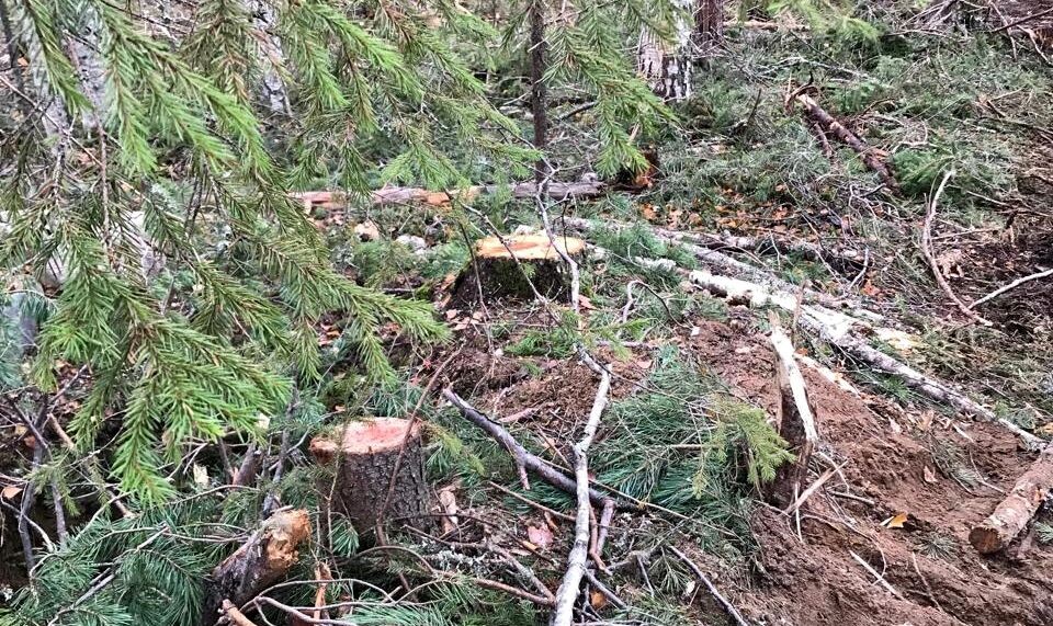    фото: © Пряжинское лесничество