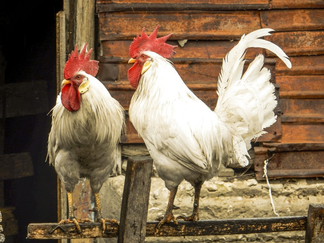 Изображение взято в интернет