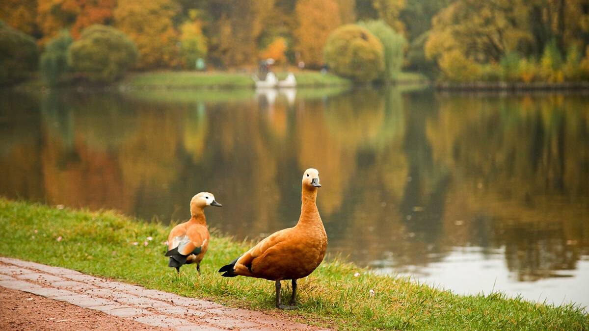    Фото: Артур Новосильцев / АГН Москва