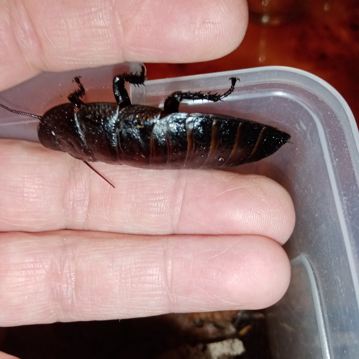 Почти с мой средний палец. Самый крупный таракан. 