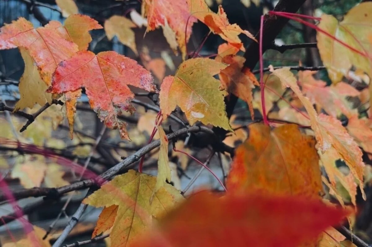    Зима нескоро. Татарстанцев ждёт необычно тёплый и сырой ноябрь