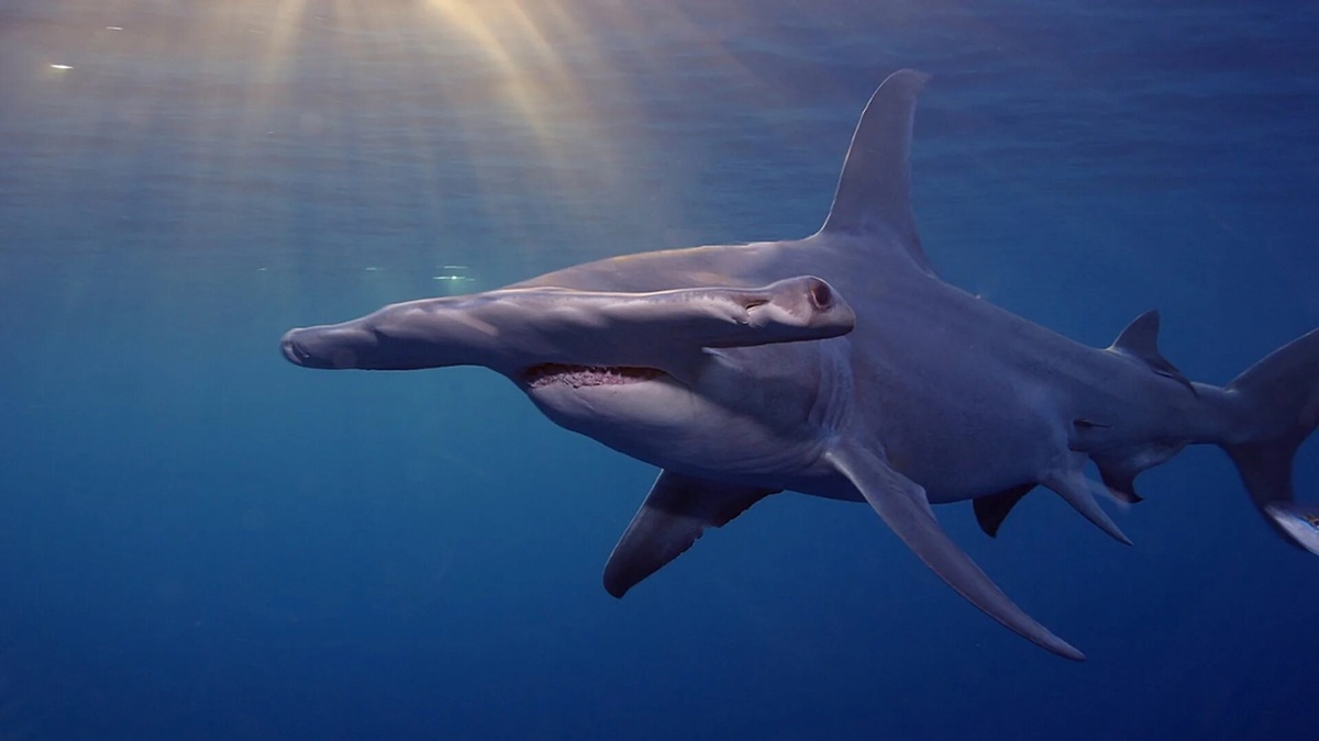 Фото с сайта: https://www.bnnvara.nl/vroegevogels/artikelen/jacht-op-afrikaanse-haaien-bedreigt-mogelijk-hollandse-wadvogels