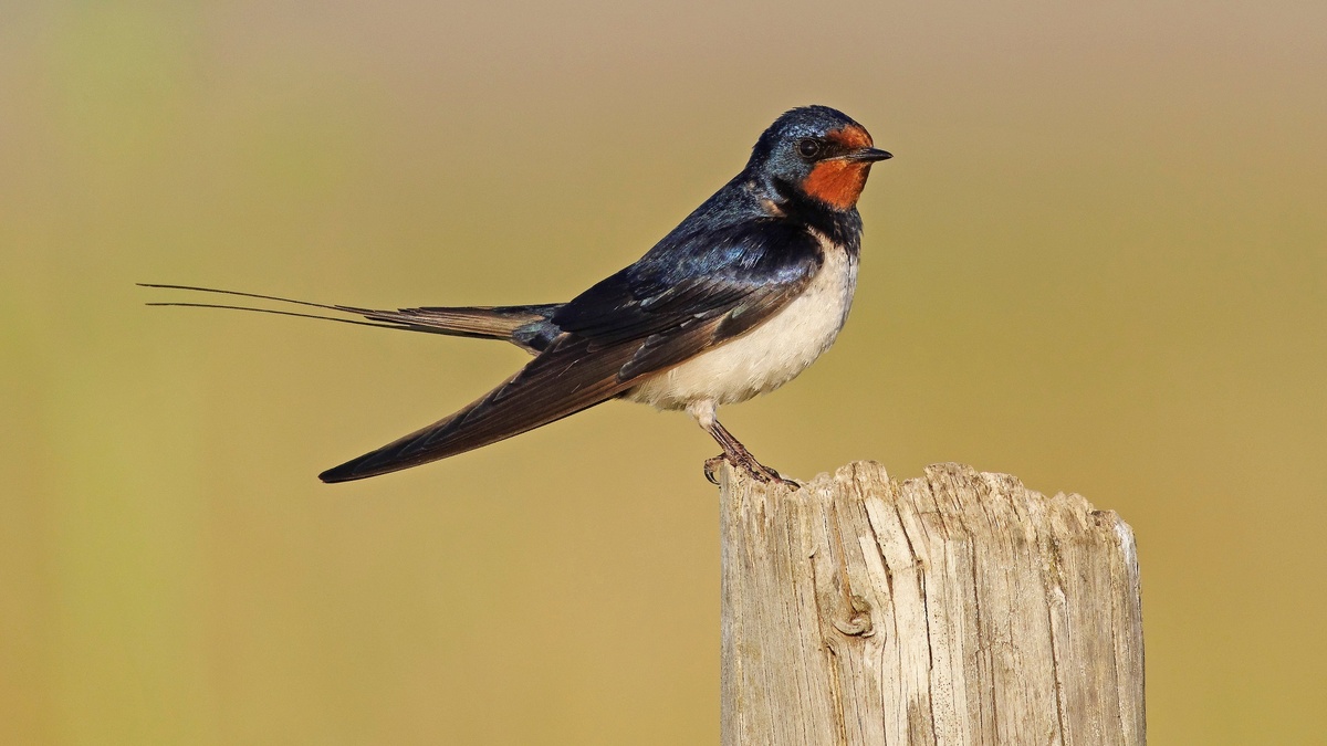 Фото с сайта: https://www.idealhome.co.uk/garden/garden-advice/how-to-attract-swifts-and-swallows-to-garden
