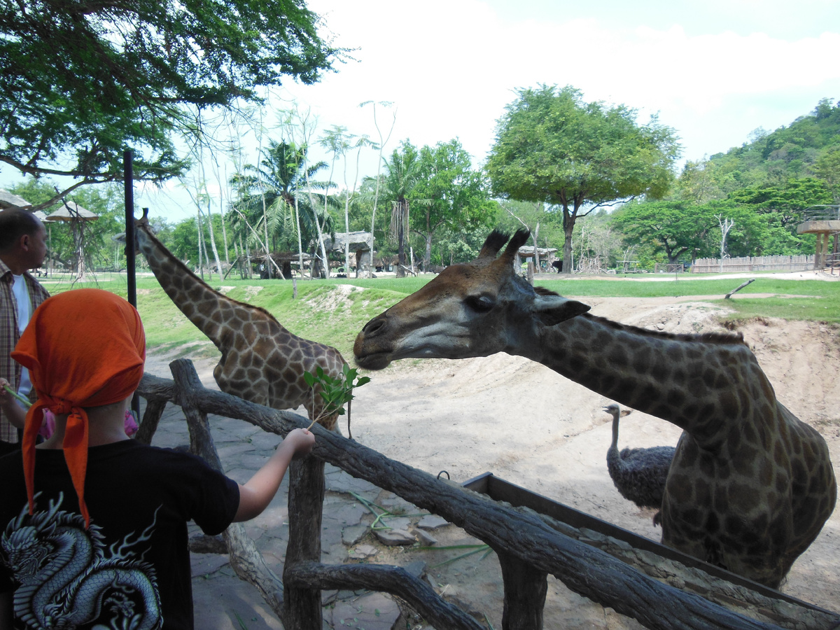 Многих животных можно кормить с рук 