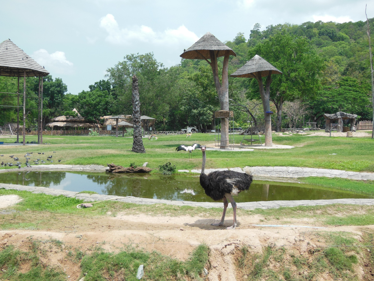 Площадь зоопарка составляет около 800 гектаров. В нём содержится более 8000 животных, представляющих более 300 видов. Это второй по величине зоопарк в Азии