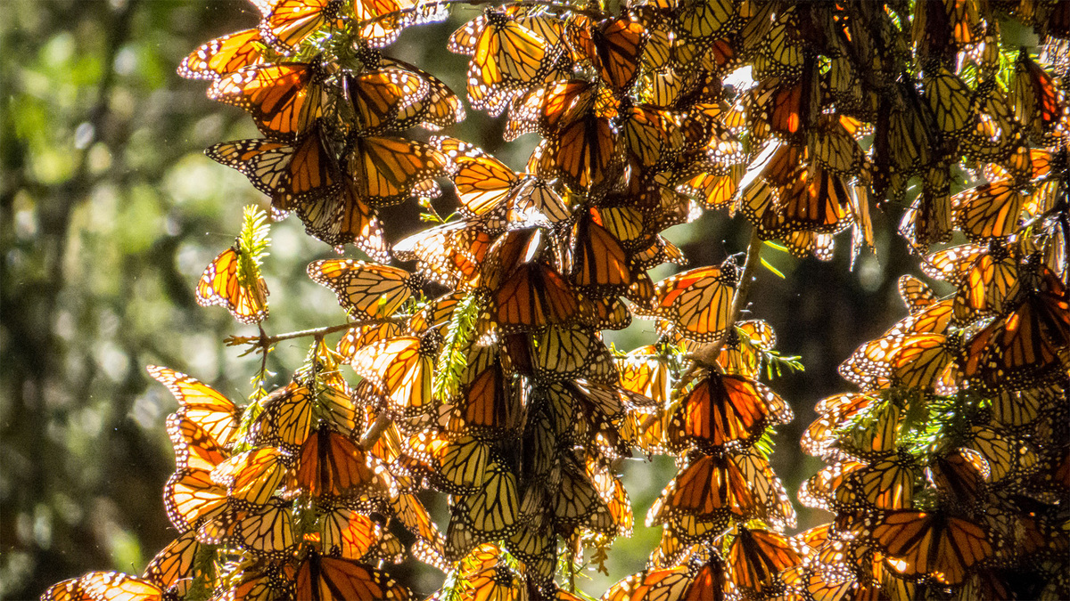 Фото с сайта: https://www.kqed.org/news/11901374/how-you-can-help-save-the-monarch-butterfly-and-other-pollinators