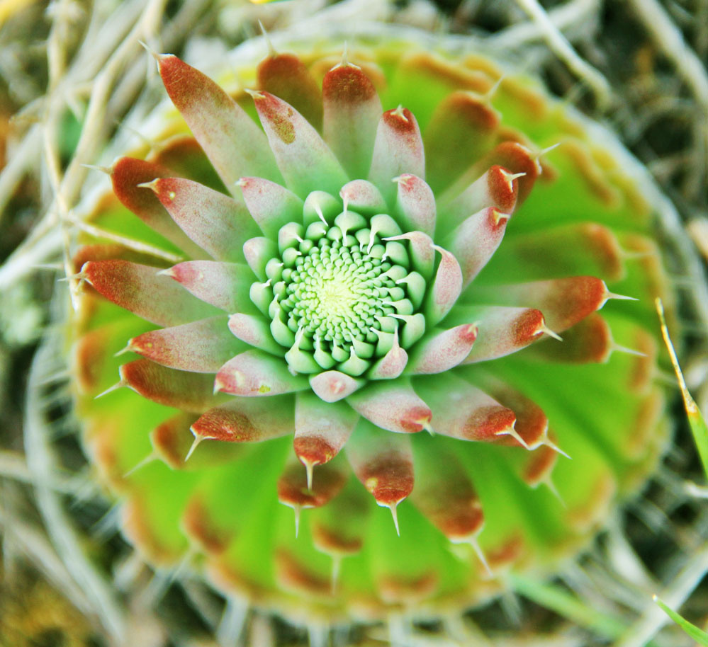 горная капуста!