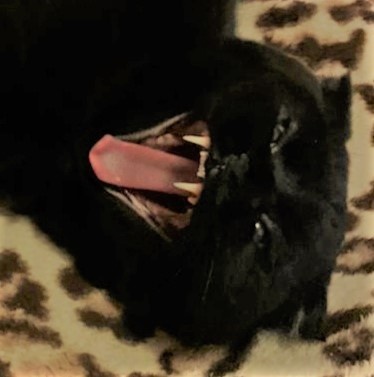 За фото Пряника благодарю Марину АБРОЧНОВУ)