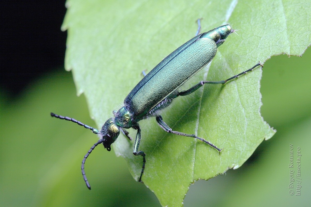 Фото с сайта: https://mungfali.com/explore/explore.php?q=Lytta%20Virus