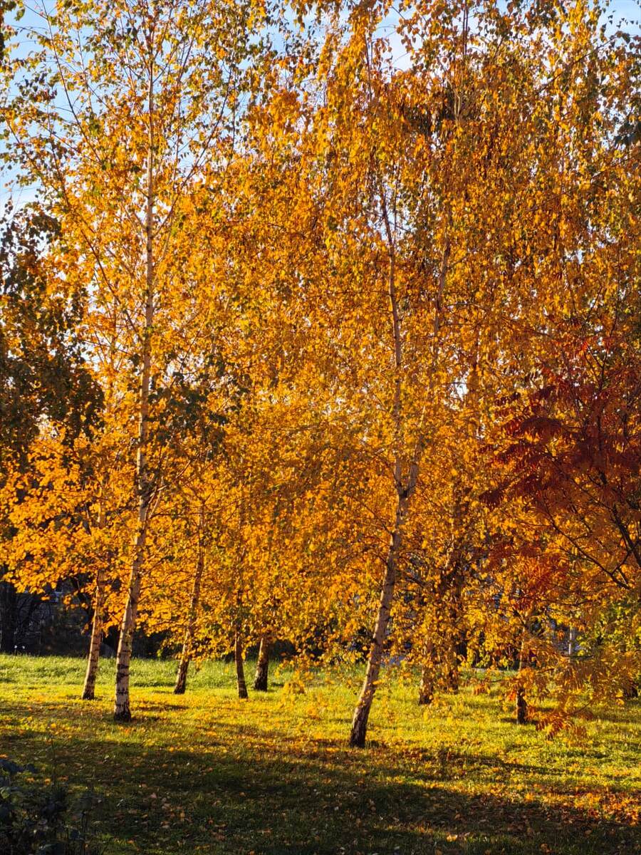 Фото автора с прогулки по парку