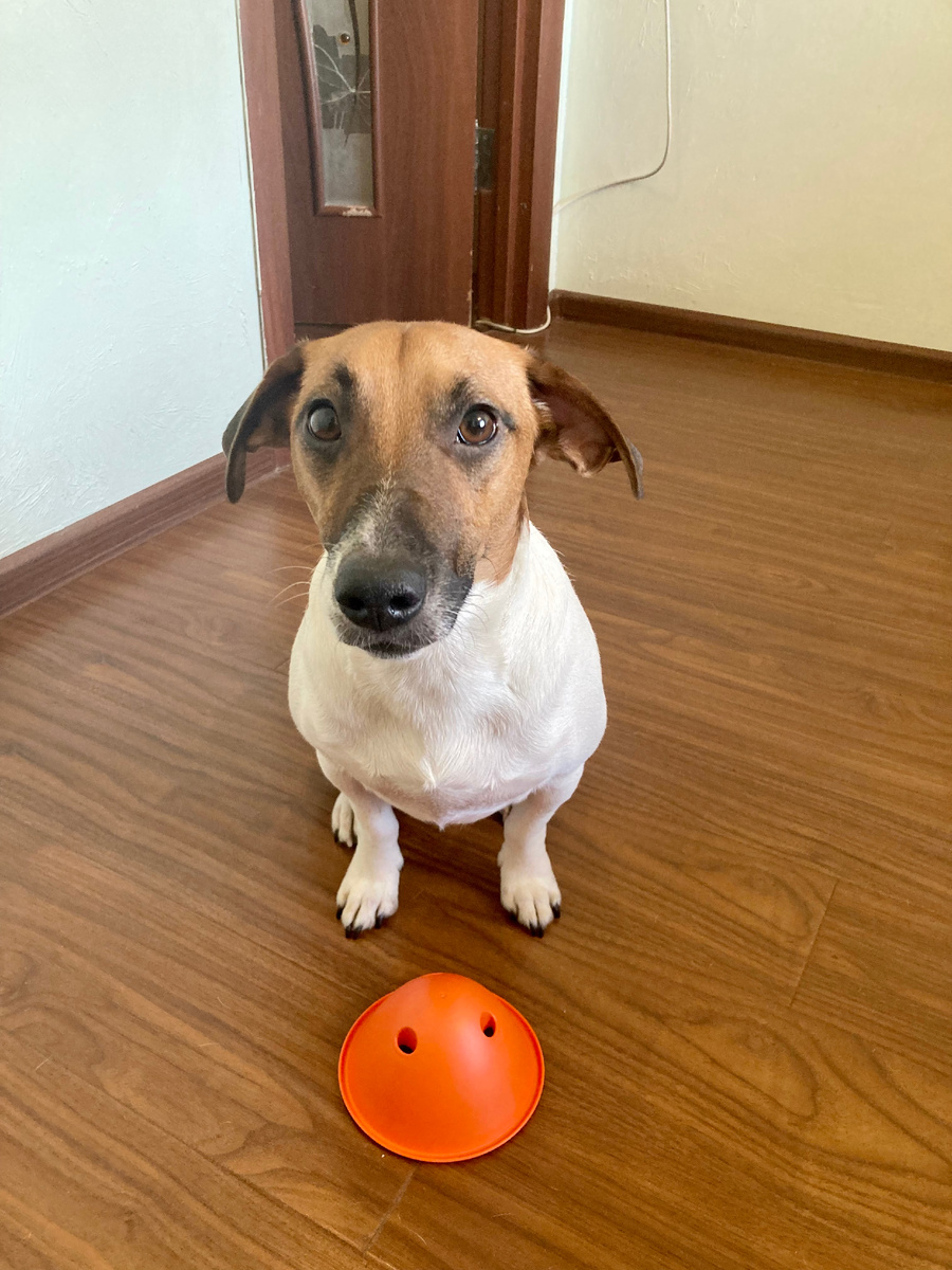 Игрушка для собак ШЕЛ от компании М-пластика. Листайте >>>