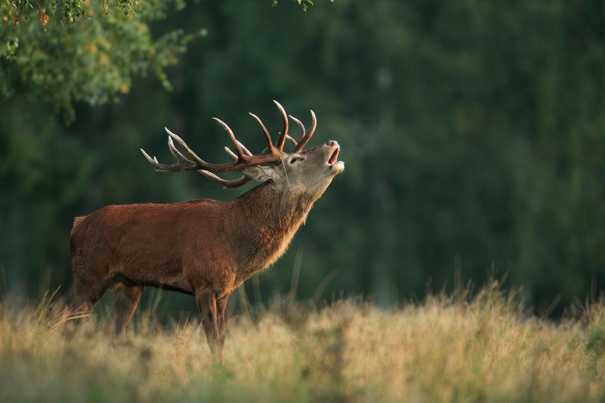 Фото с сайта: https://rgooboor.by/news/253