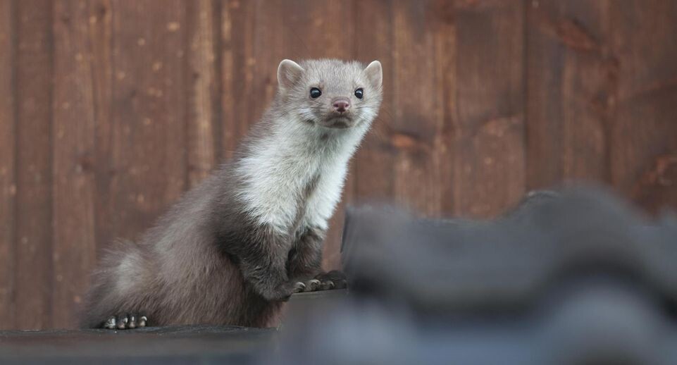    Michaela Walch/imageBROKER.com / www.globallookpress.com