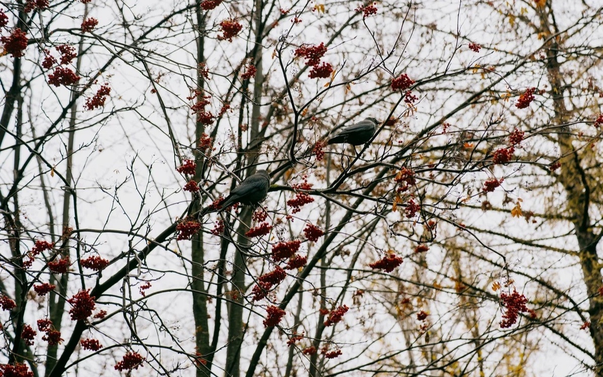    Погода в Ижевске на месяц: каким обещает быть ноябрь 2025