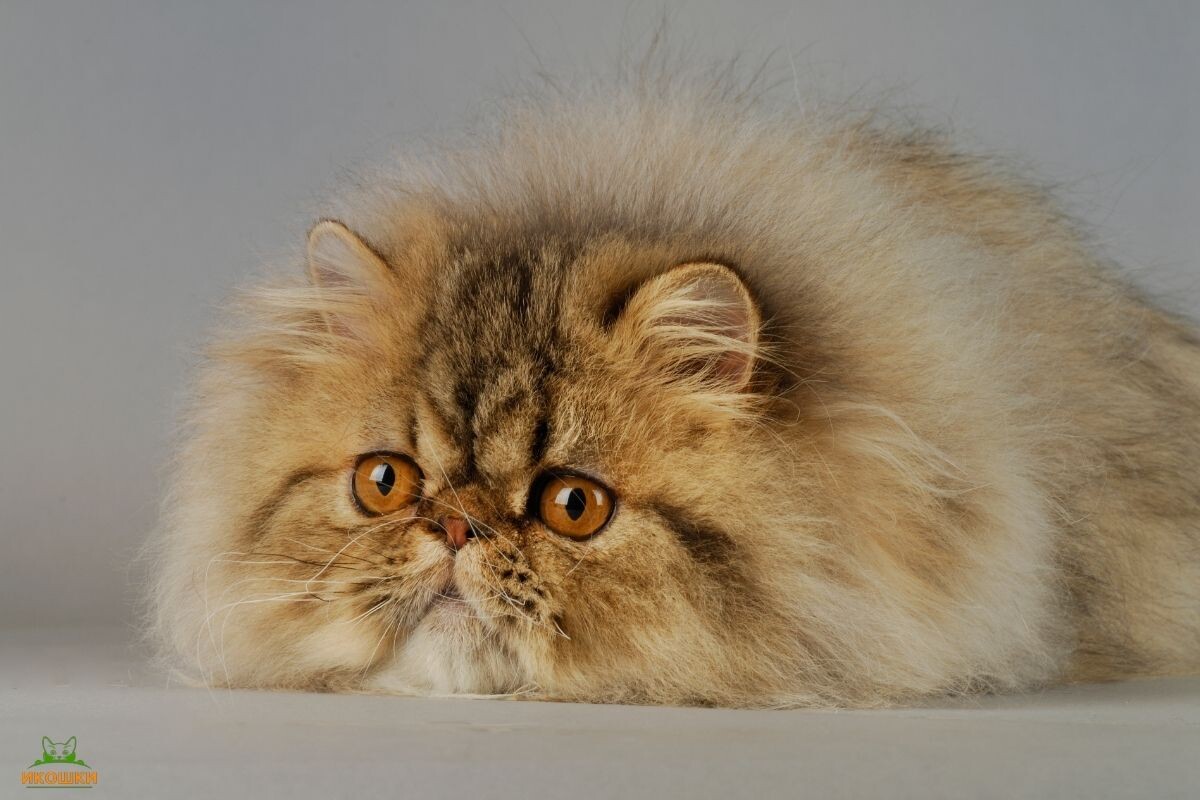 Персидская кошка 