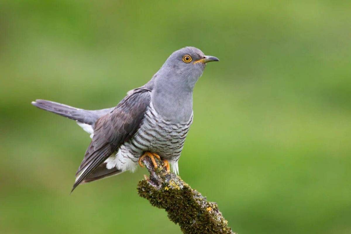 Фото с сайта: https://razrisyika.ru/img/cat-kukushka-dlya-detey-8876